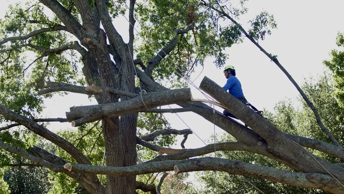 Professional Hazardous Tree Removal performed by certified arborists in Juda