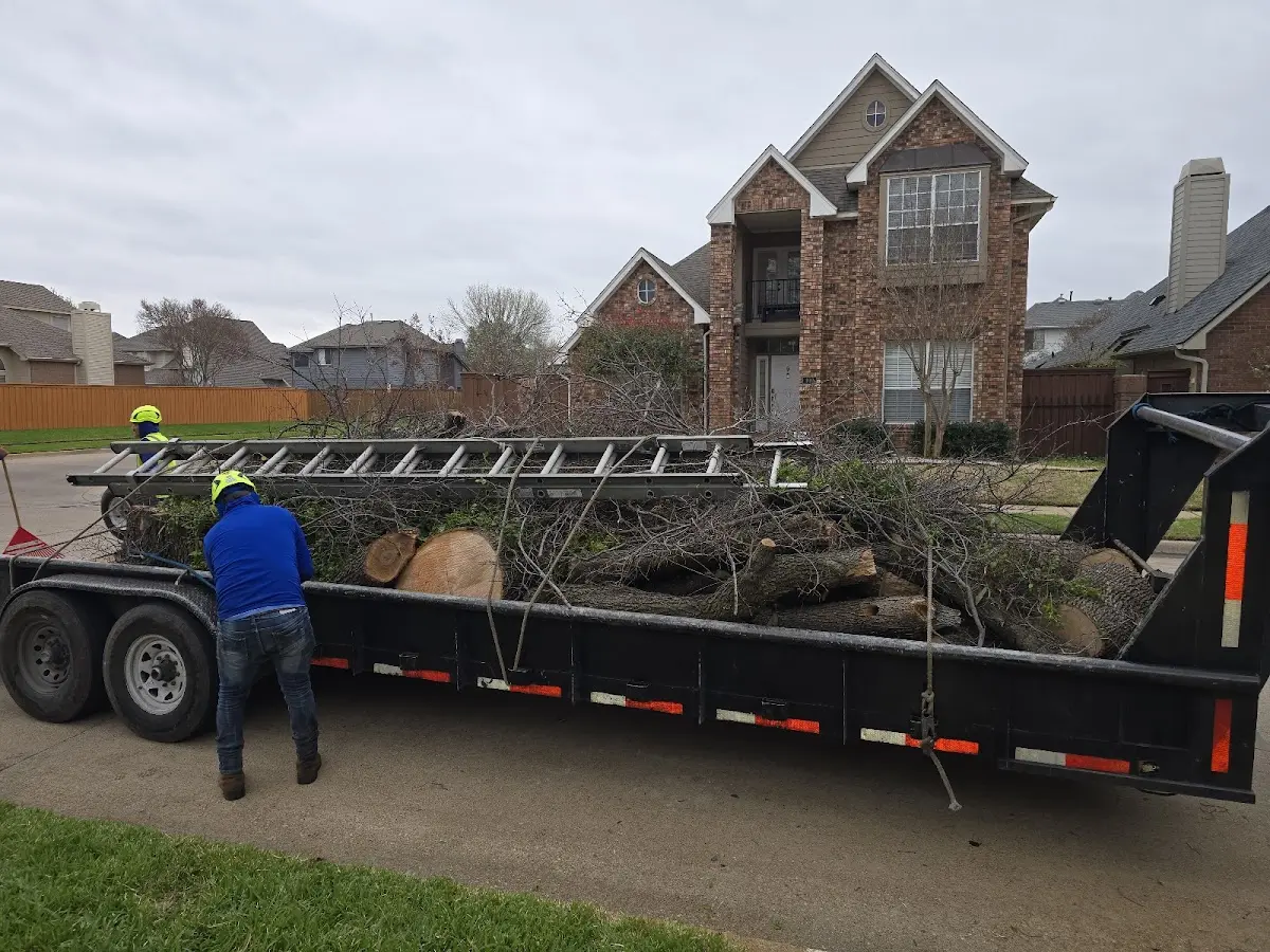 Expert Tree Removal with proper safety equipment in Juda